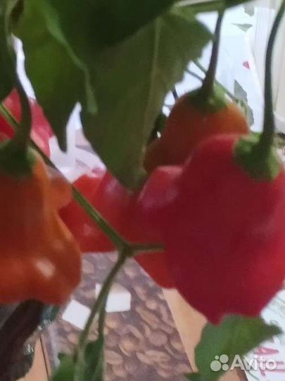 Семена перца Колокольчик