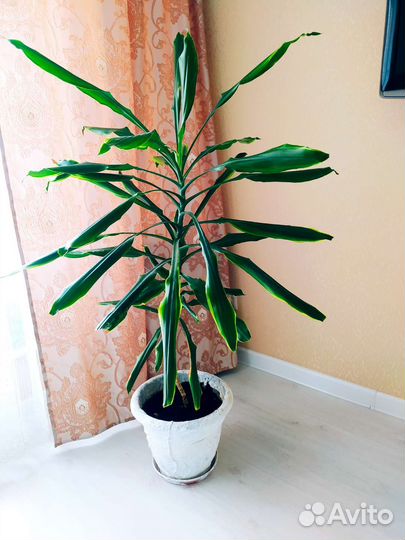 Комнатные цветы юкка