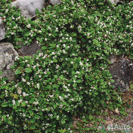 Кизильник стелющийся Корал Бьюти