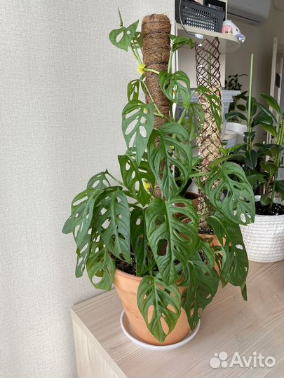 Монстера манки маск 2черенка в стаканчике
