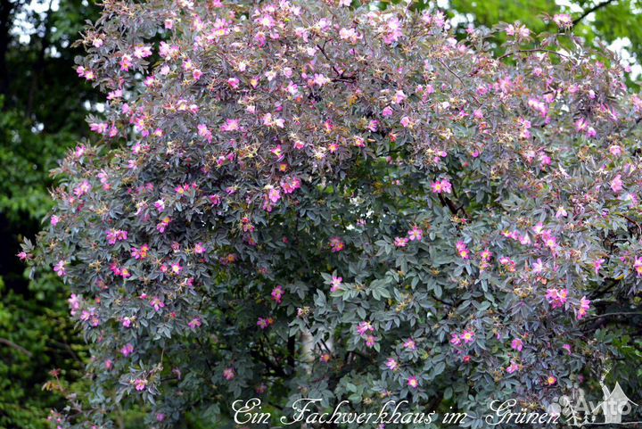 Роза сизая глаука (glauca) саженцы