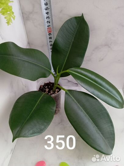 Сансивиерия, филодендрон, фикусы