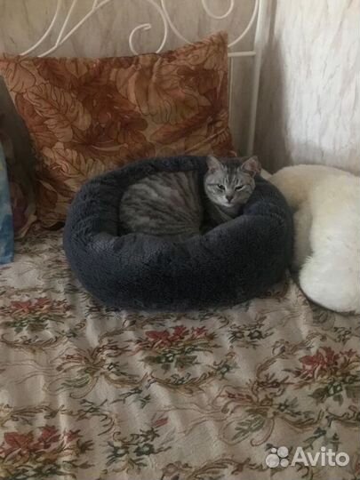 Лежанка для собаки кошки Бесплатная доставка