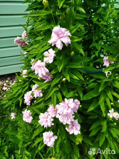 Калистегия