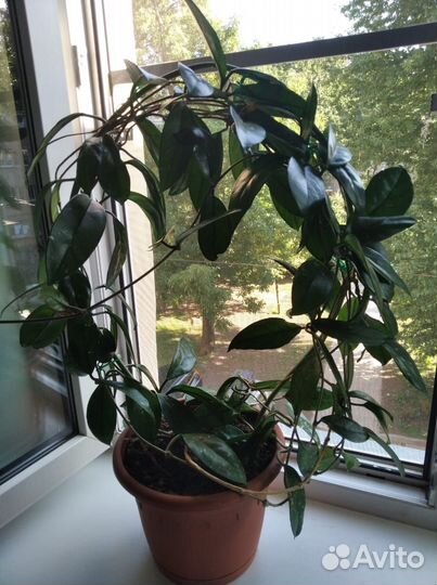 Хойя - восковой плющ