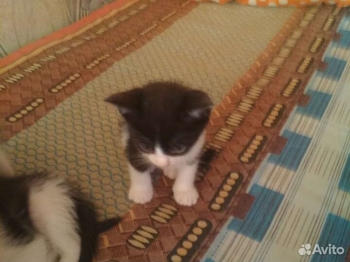 Кошка в дар бесплатно