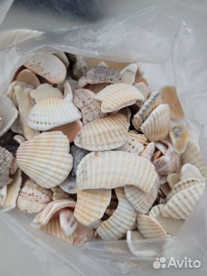 Морские ракушки раковины