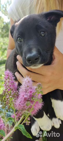 Щенок в добрые руки