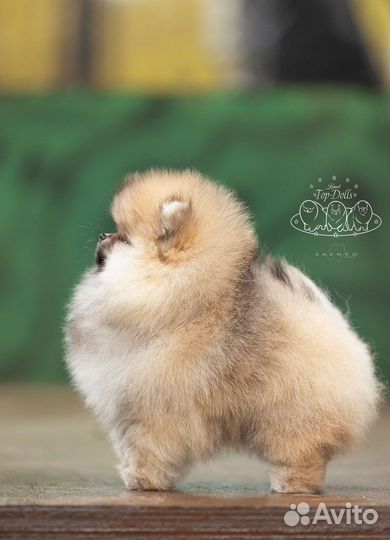 Померанские красивые малыши