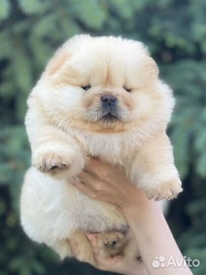 Чау-чау крем