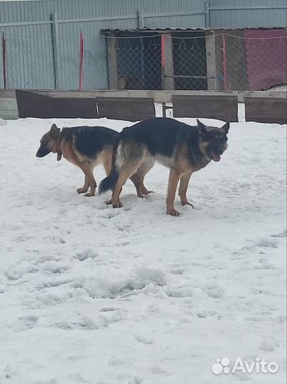 Вязка животных