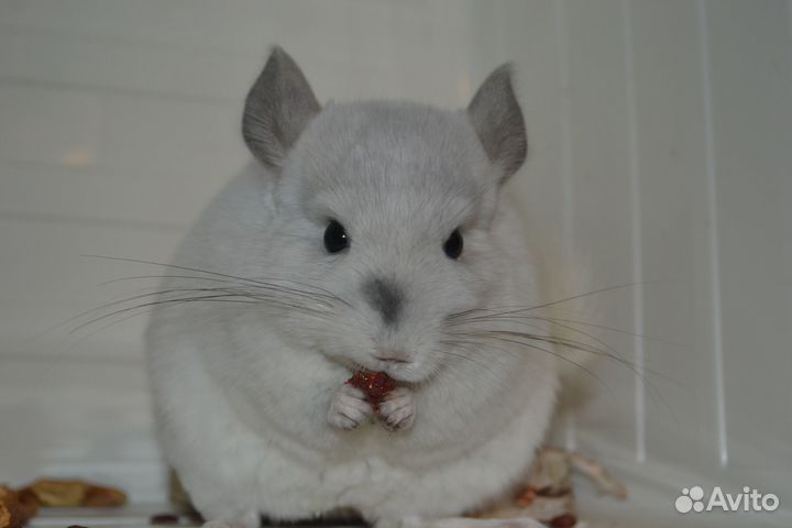 Шиншиллы носители ангоры девочки