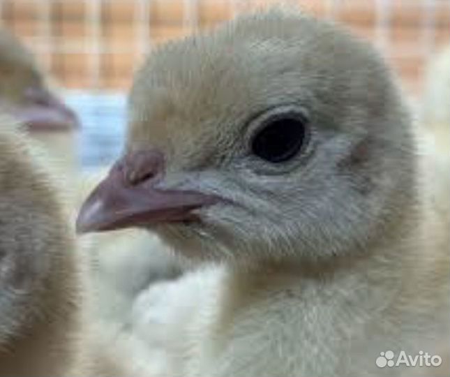 Индюшата Грейд Мейкер