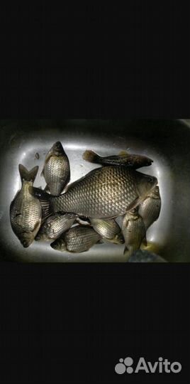 Живец плотва