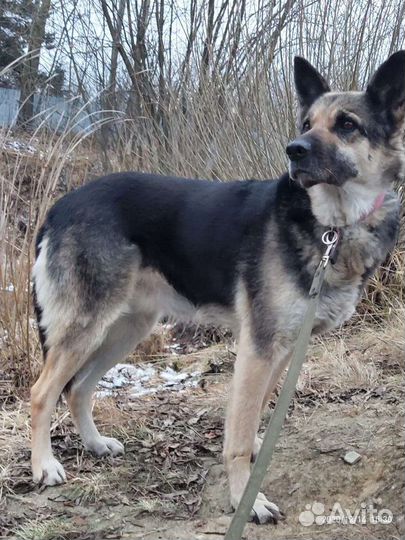 Восточноевропейская овчарка, метис овчарки