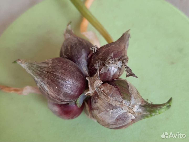 Чеснок, Тыква, Лук, Петрушка