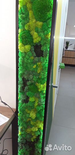 Мох стабилизированный ягель