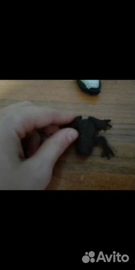 Лягушка игрушечная