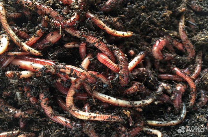 Дождевые калифорнийские черви