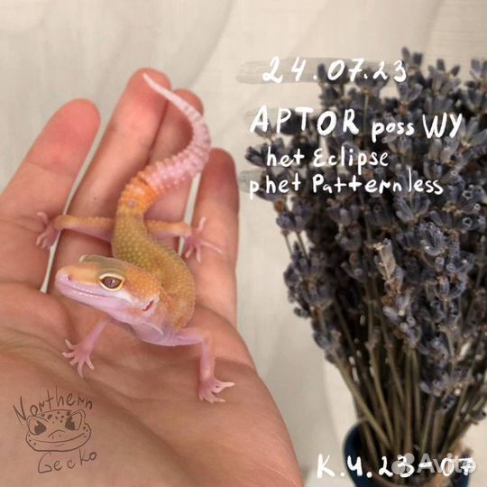 Малыши эублефара