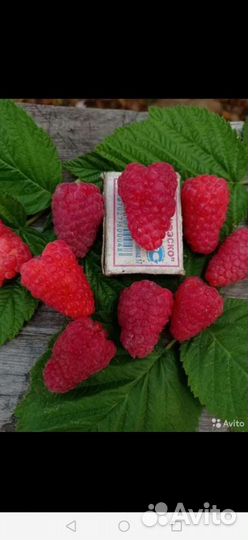 Саженцы ремонтантной малины