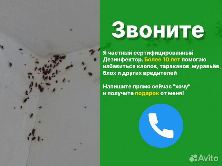 Уничтожение клопов травить тараканов, мышей, блох