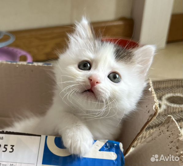 Котенок Тимурчик