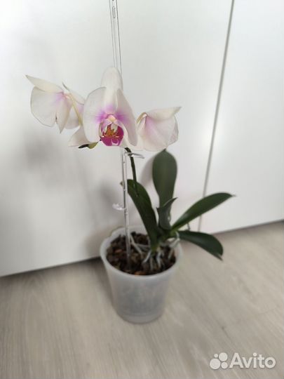 Орхидея фаленопсис