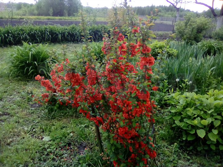 Участок 27,5 сот. (ИЖС)