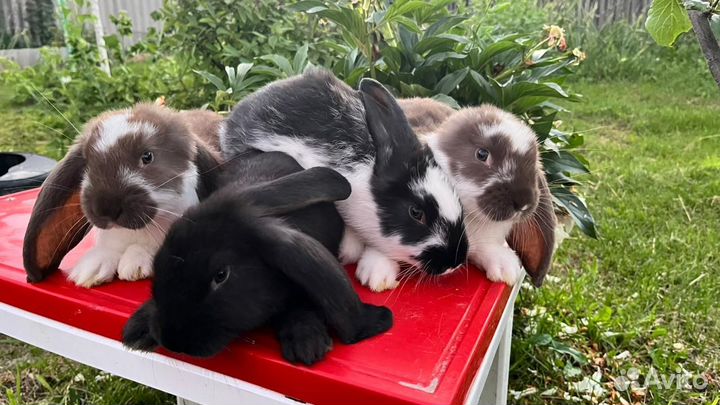Кролики,крольчата