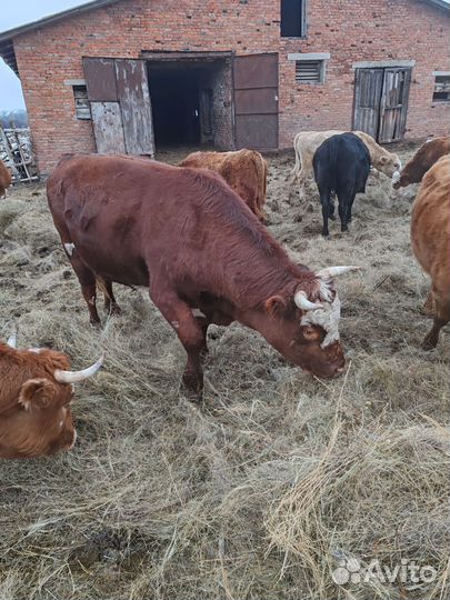 Быки на племя