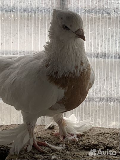 Андижанские голуби и узбеки