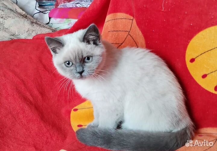 Котёнок, девочка