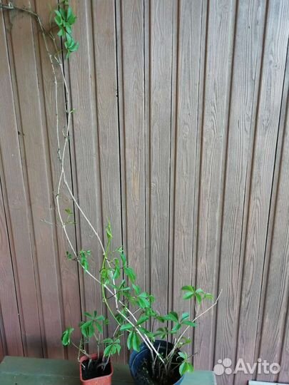 Девичий виноград