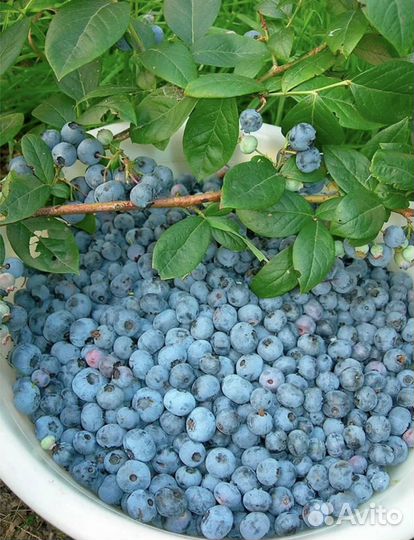 Ягода голубика самая сладкая домашняя садовая
