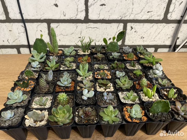 Суккуленты малыши