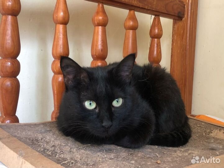 Нора в добрые руки