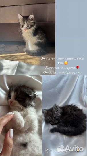 Отдам котиков в добрые руки