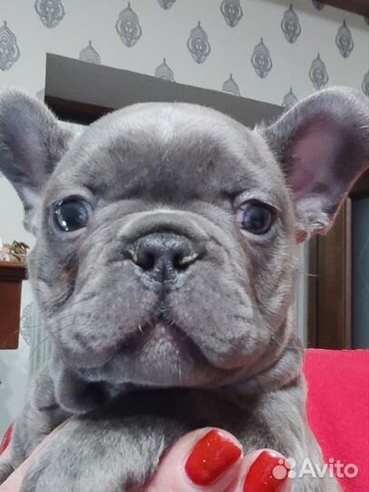 Мальчик французского бульдога