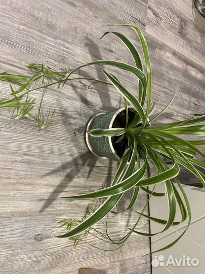 Отростки хлорофитума