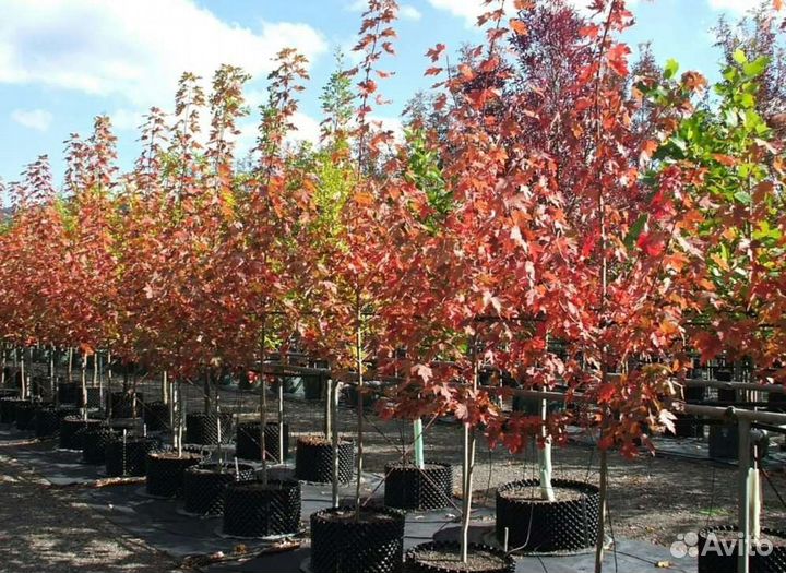 Клён красный