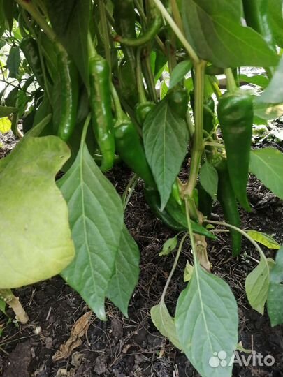 Семена перца острого