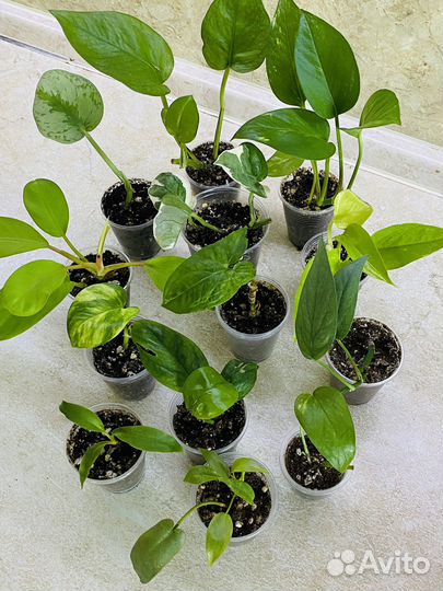 Декоративно-лиственные растения в наборах