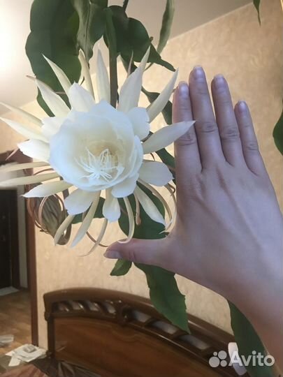 Продам отросток цветка кадупул (царица ночи)