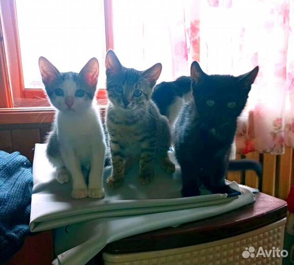 Котята 2 месяца