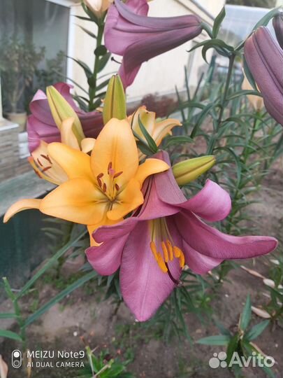 Цветы многолетние И комнатные