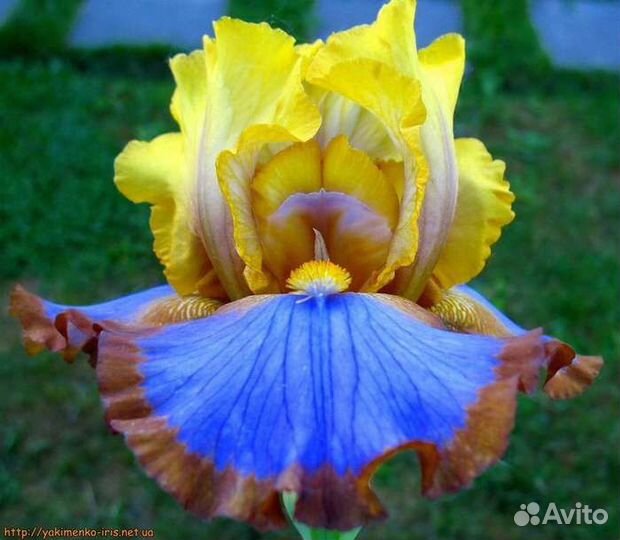 Садовые многолетние растения ирисы