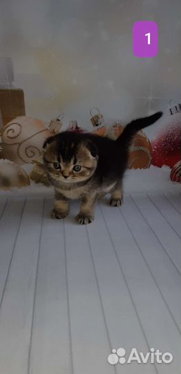 Типажные котики