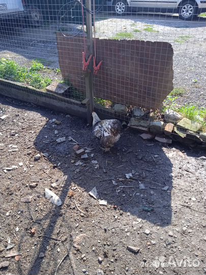 Петух кохинхин