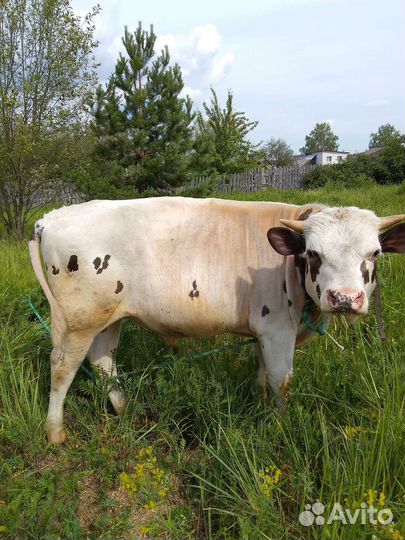 Продам быка